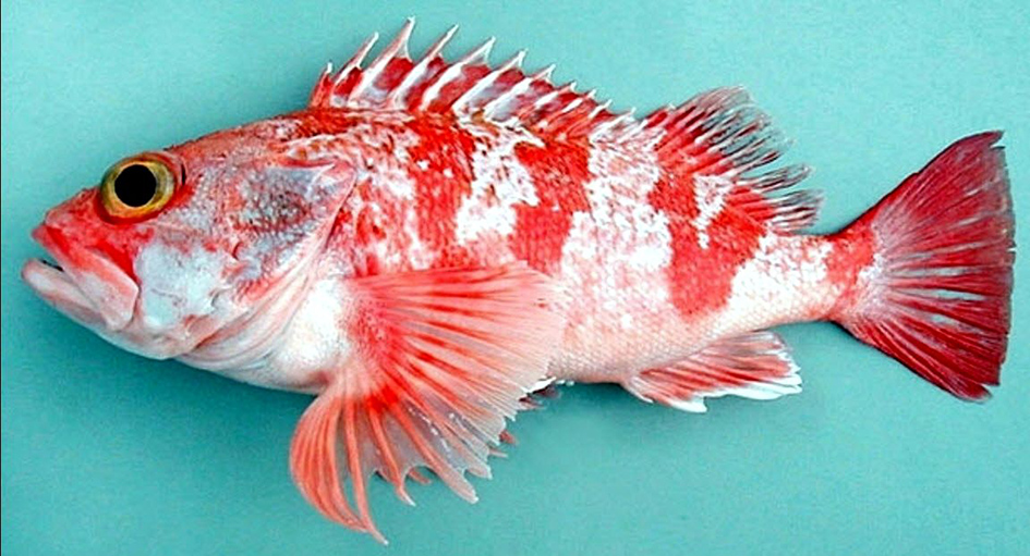 Helicolenus dactylopterus_03.jpg